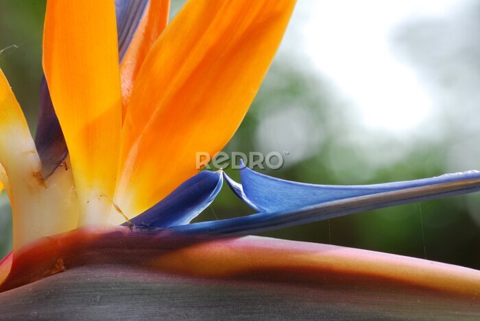 Papier peint  Strelitzia