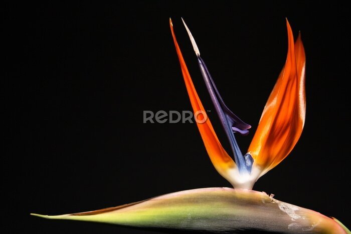 Papier peint  Strelitzia