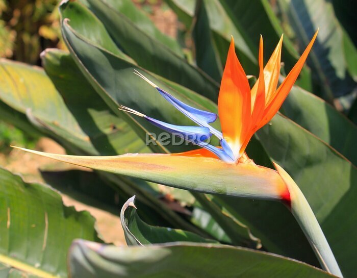 Papier peint  Strelitzia