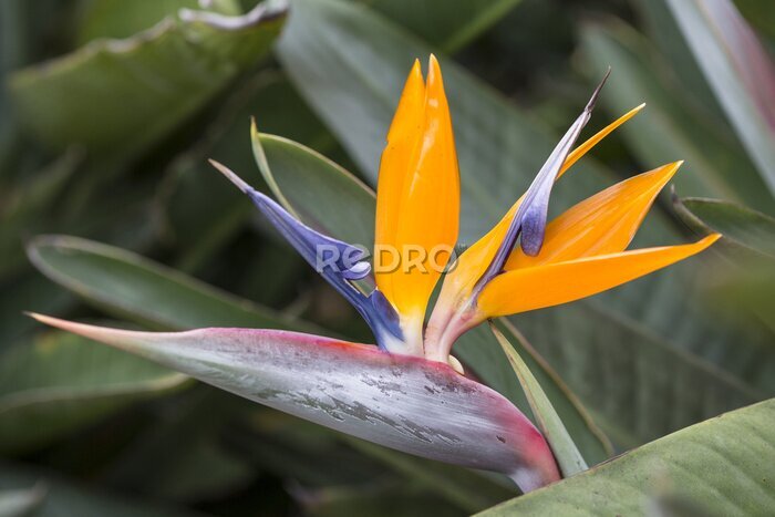 Papier peint  Strelitzia 