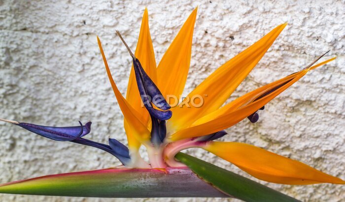 Papier peint  Strelitzia.