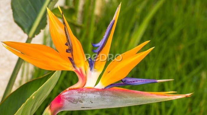 Papier peint  Strelitzia.