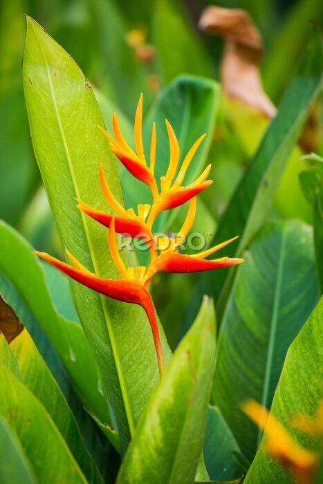 Papier peint  Strelitzia