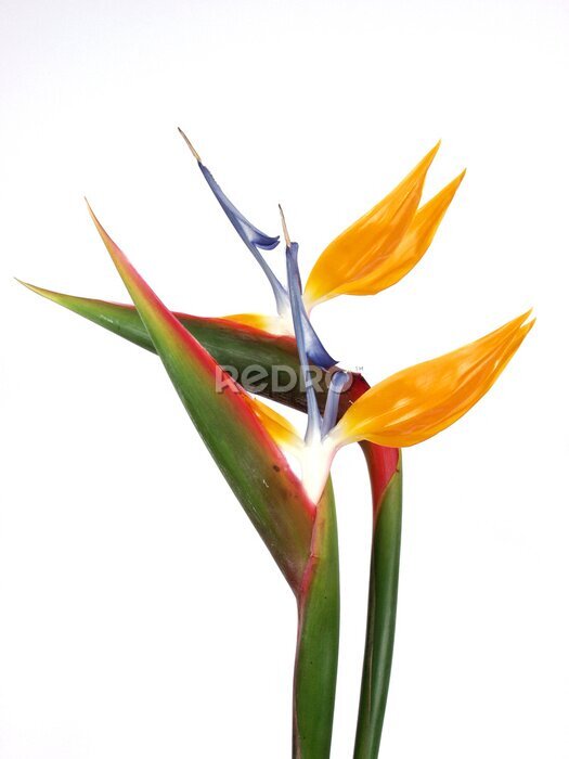 Papier peint  Strelitzia