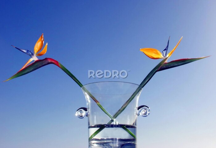 Papier peint  Strelitzia