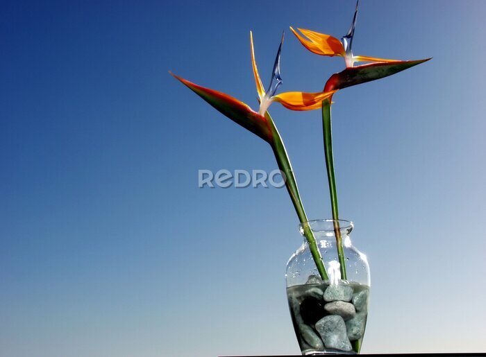 Papier peint  Strelitzia