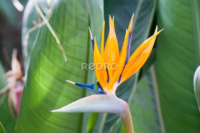 Papier peint  Strelitzia