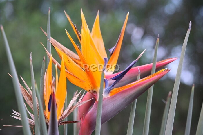 Papier peint  Strelitzia