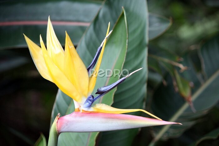 Papier peint  Strelitzia
