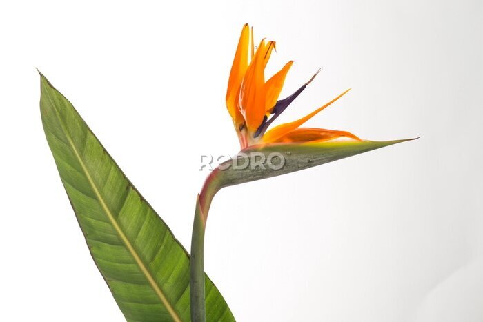 Papier peint  Strelitzia
