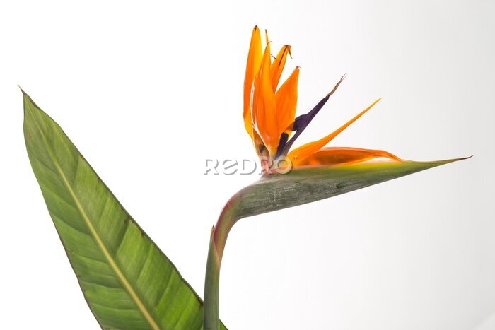 Papier peint  Strelitzia