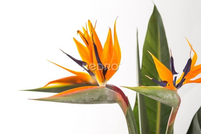 Papier peint  Strelitzia
