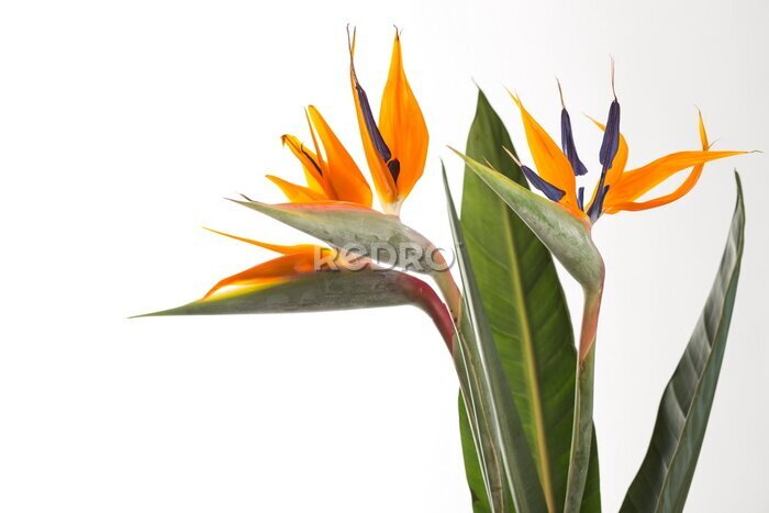 Papier peint  Strelitzia
