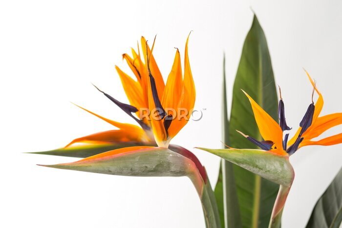Papier peint  Strelitzia