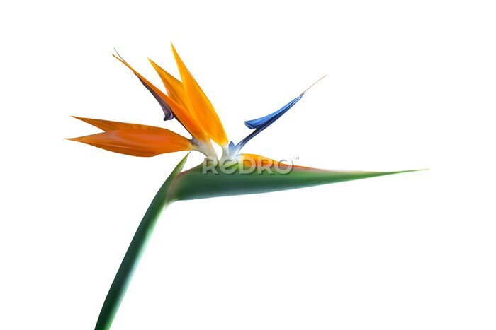Papier peint  Strelitzia