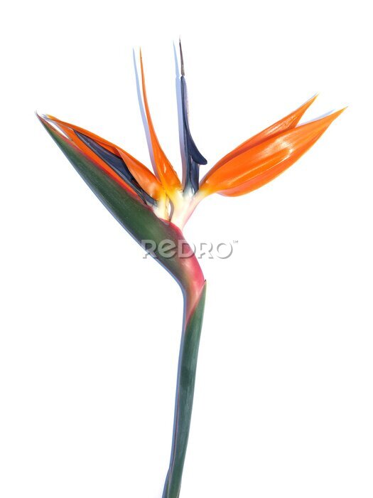 Papier peint  Strelitzia