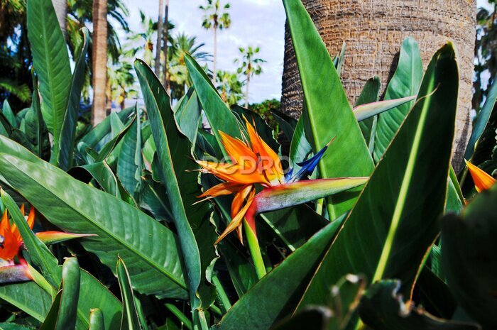 Papier peint  Strelitzia