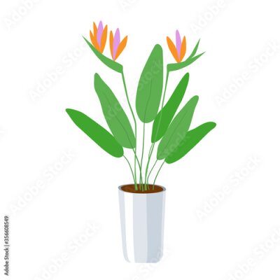 Papier peint  Strelitzia - a large domestic plant in a flower pot. Green leaves and bright orange with pink flowers. Home growing - an environmentally friendly hobby.