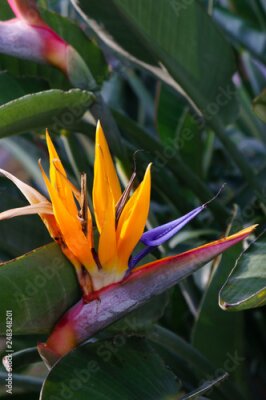 Papier peint  Strelitzia à Sorrente