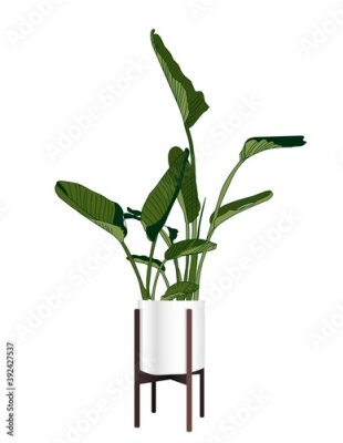 Papier peint  Strelitzia. A trendy houseplant. Modern flower pot. Plant vase. Plant growing. Vector illustration.
