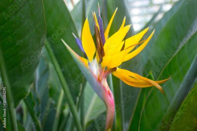 Papier peint  Strelitzia africaine, oiseau de paradis