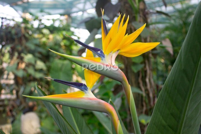 Papier peint  Strelitzia africaine, oiseau de paradis
