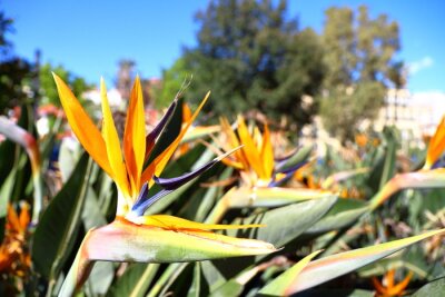 Papier peint  Strelitzia Aiton, Strelitziaceae