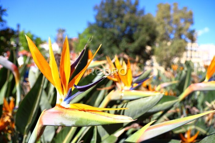 Papier peint  Strelitzia Aiton, Strelitziaceae