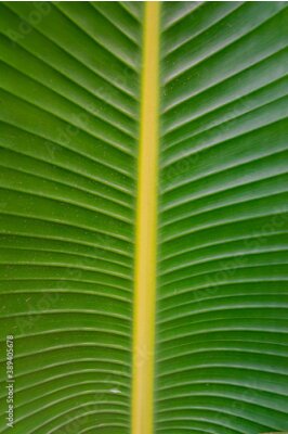 Papier peint  Strelitzia alba green leaf close view