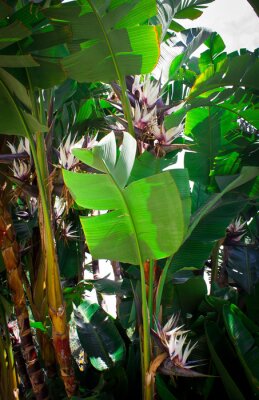 Papier peint  Strelitzia alba plant with green leaves and white flowers