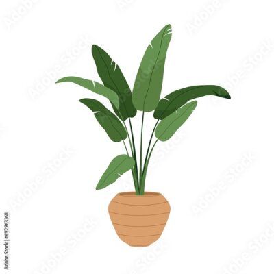 Papier peint  Strelitzia alba, potted house plant with big green leaf. Bird of paradise tree in planter. Interior houseplant growing in floor flowerpot. Flat vector illustration isolated on white background
