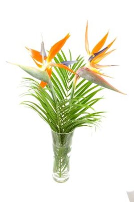 Papier peint  Strelitzia also known as bird of paradise flower in vase over white background