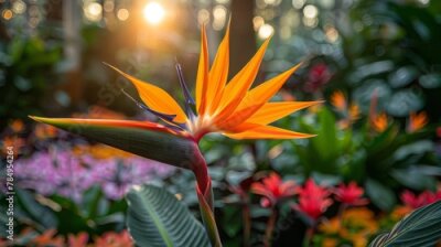 Papier peint  Strelitzia, also known as the Bird of Paradise flower, blooms vibrantly in a tropical garden. 