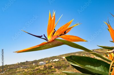 Papier peint  Strelitzia amazing macro sight