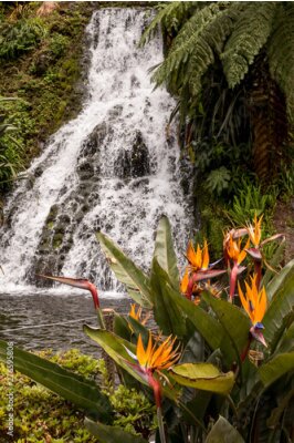 Papier peint  Strelitzia and a waterfall, Nordeste, Sao Miguel