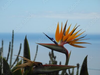 Papier peint  strelitzia and ocean