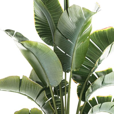 Papier peint   Strelitzia and Ravenala palm bush in a flower pot