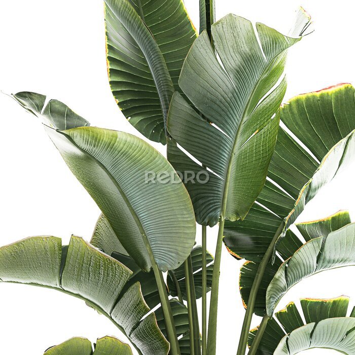 Papier peint   Strelitzia and Ravenala palm bush in a flower pot