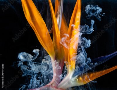 Papier peint  strelitzia and smoke on black background