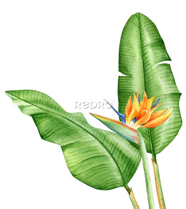 Papier peint  Strelitzia aquarelle en fleur et feuilles vertes
