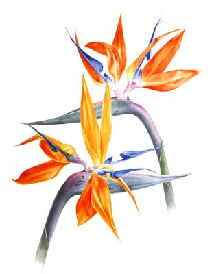Papier peint  Strelitzia aquarelle - oiseau de paradis - fleurs