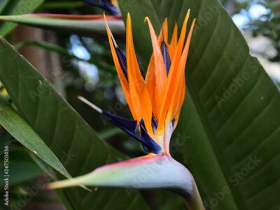 Papier peint  Strelitzia auf kreta