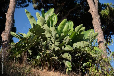 Papier peint  Strelitzia Augusta.