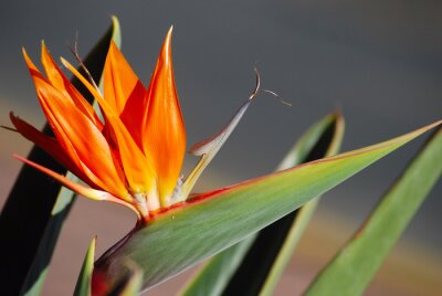 Papier peint  STRELITZIA, AVE DEL PARAÍSO