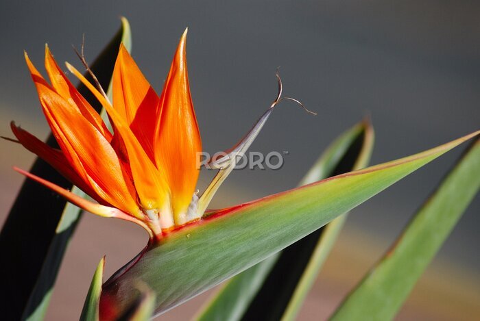 Papier peint  STRELITZIA, AVE DEL PARAÍSO