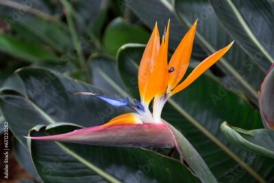 Papier peint  Strelitzia, Ave del paraíso, Jardín Botánico de Puerto de la Cruz, Tenerife, Islas Canarias.