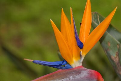 Papier peint  Strelitzia, ave del paraiso, planta, bosque, naturaleza, amarillo, rojo, azul, verde, flor.
