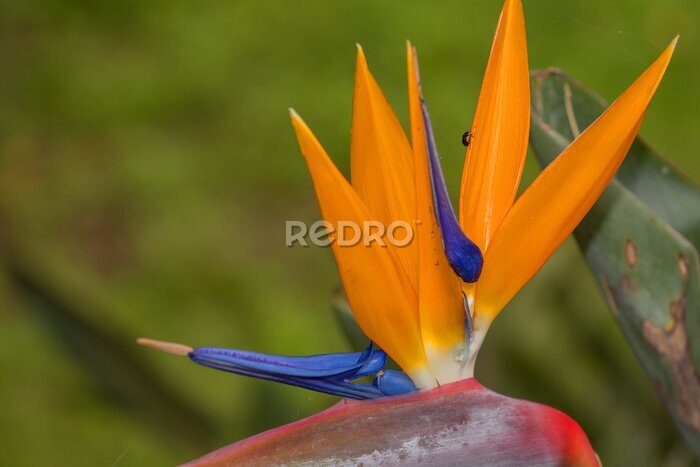 Papier peint  Strelitzia, ave del paraiso, planta, bosque, naturaleza, amarillo, rojo, azul, verde, flor.