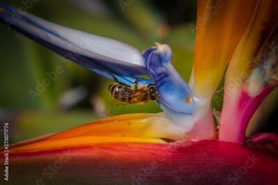 Papier peint  Strelitzia avec abeille