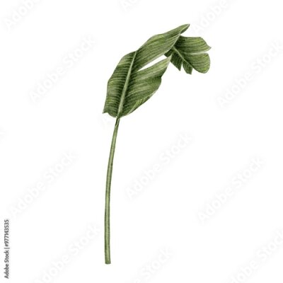Papier peint  Strelitzia, banana leaf watercolor illustration